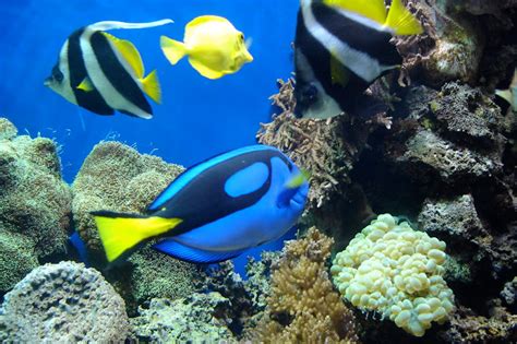 Discover the Enchanting Splendor of Marine Life