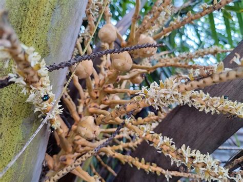 Discover the Enchantment of Coconut Blossom