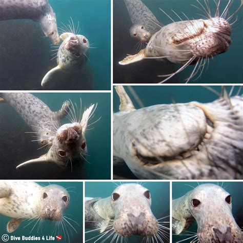 Discover the Excitement of Exploring Underwater Caves Alongside Playful Seals