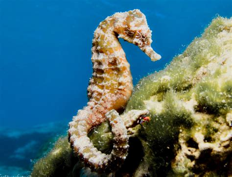 Discover the Exquisite Habitat of the Majestic Giant Seahorse