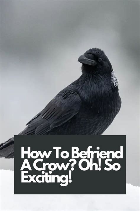 Discover the Extraordinary Connection Between Humans and Crows