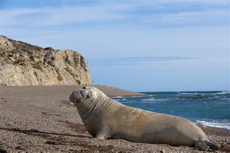 Discover the Fascinating World of Seals and Their Natural Habitat