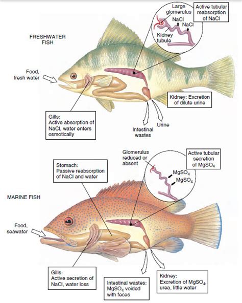 Discover the Intriguing Adaptations of Freshwater Fish