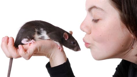 Discover the Surprising Benefits and Advantages of Owning Rats as Pets