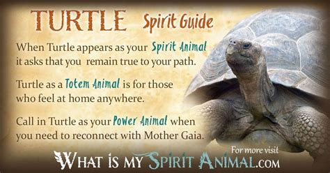 Discovering Symbolism: What a Turtle in Your Home May Portend