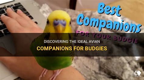 Discovering Your Ideal Avian Partner