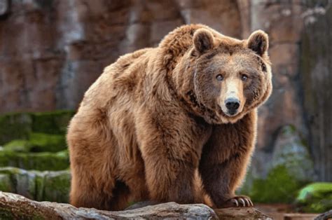 Discovering the Cryptic Significance Behind Brown Bear Dreams