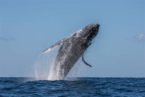 Discovering the Enchanting Lives of Whales