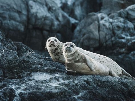 Discovering the Enigmatic World of Seals