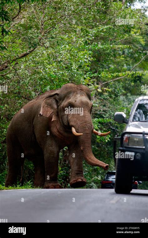 Discovering the Eternal Elegance of Ivory Sanctuaries