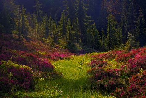 Discovering the Perfect Locale for Your Ideal Verdant Meadow Encounter