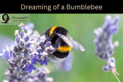 Discovering the Personal Significance of Dreaming of A Dark Bumblebee