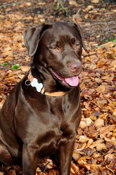 Discovering the Temperament of Cocoa Canines: Insights into the Nature of Chocolate Labs