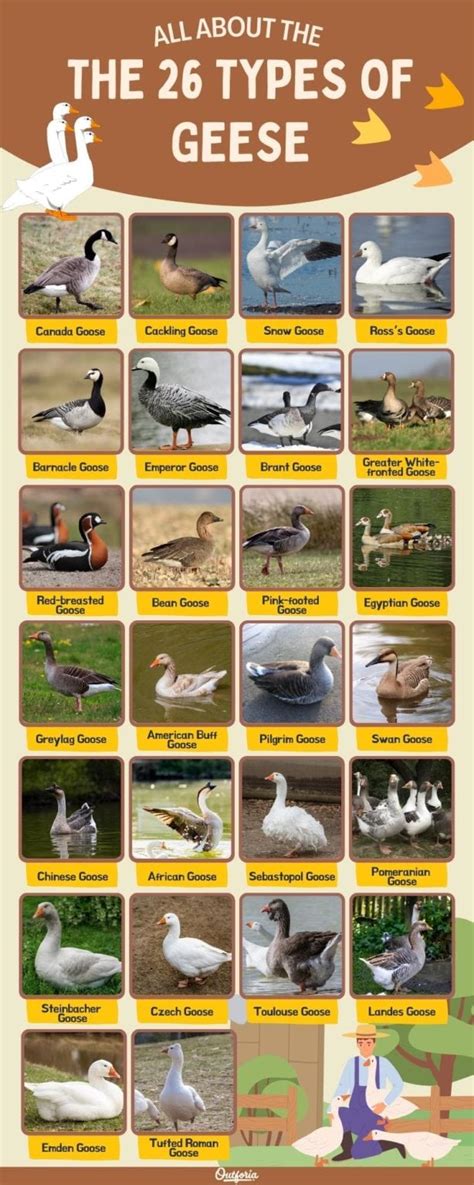 Discovering the Varied Species of Majestic Geese