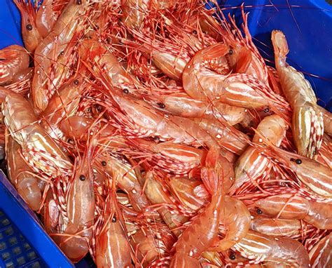 Discovering the Voyage: Unveiling the Journey of Live Prawns