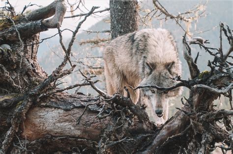 Distinguishing Between Literal Danger and Symbolic Warning in Wolf Hunt Dreams