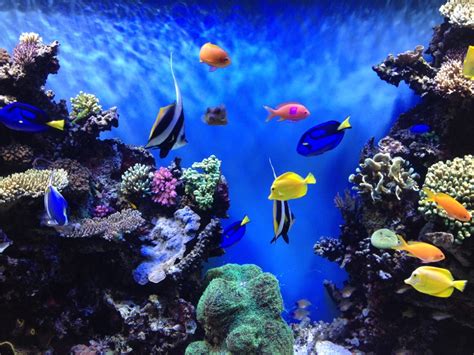 Dive beneath the surface and explore the mesmerizing wonders of the Tropical Fish Paradise