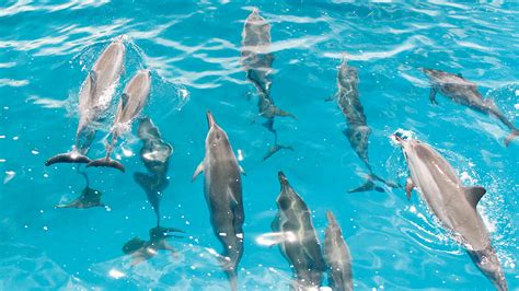 Dive into the Deep: An Intimate Encounter with Dolphins