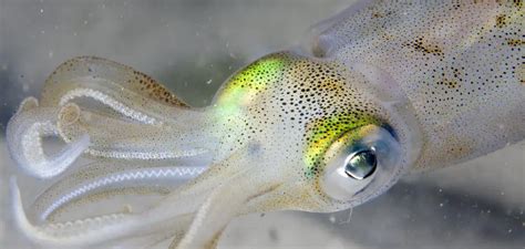 Dive into the Mystical Depths: Unveiling the Enigmatic Symbolism of Squid in Dreamscapes