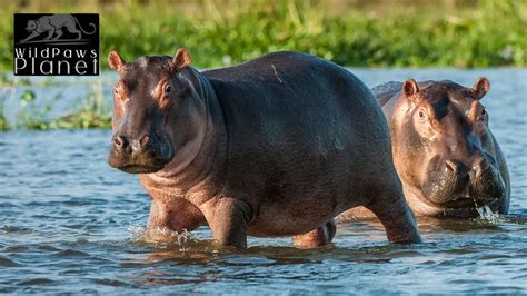 Dive into the World of Hippopotamuses