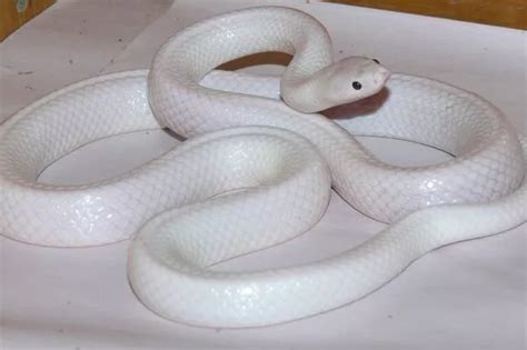 Diving Into the Enigma: Understanding the Albino Snake