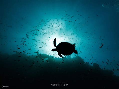 Diving into the Depths: An Enchanting Encounter with Sea Turtles