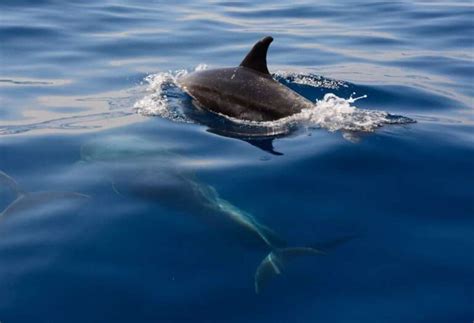 Diving into the Depths: Analyzing the Dreams of a Departed Sea Creature