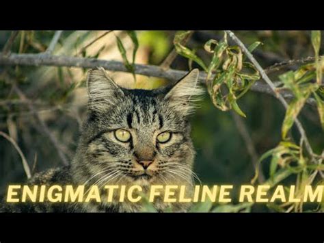 Diving into the Fascinating Realm of Enigmatic Felines in Oneiric Exploration