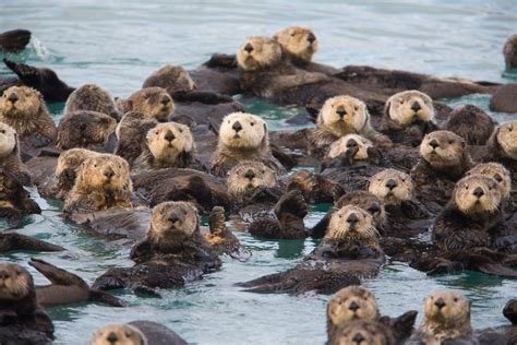 Diving into the Mysterious World of Sea Otters