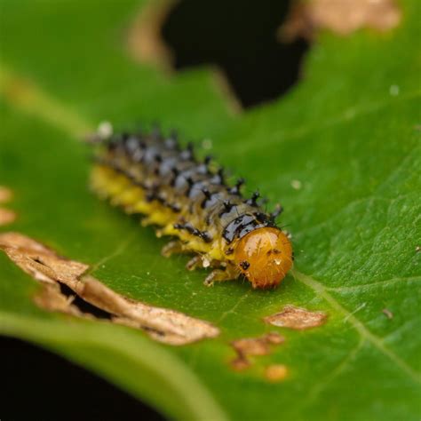 Diving into the Symbolism of the Black Hairy Caterpillar