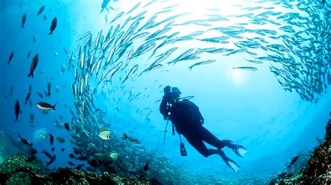 Diving into the Wonders of Underwater Cage Dreaming