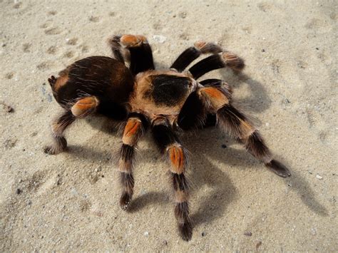 Diving into the World of the Black and Yellow Tarantula: A Closer Look at its Characteristics