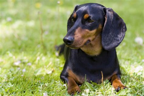 Dog Breeds 101: Why Dachshunds Are the Perfect Choice for Canine Enthusiasts