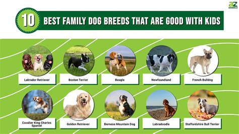 Dog Breeds That Are Perfect for Families