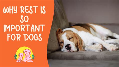 Dream About a Dog Resting: Significance and Analysis