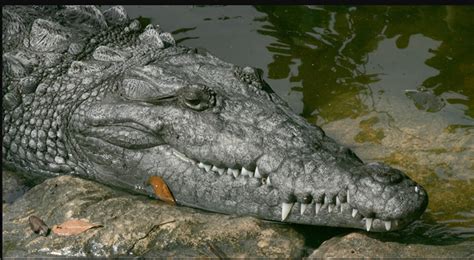 Dream Interpretation: Decoding the Significance of a Wounded Crocodile in Dreams