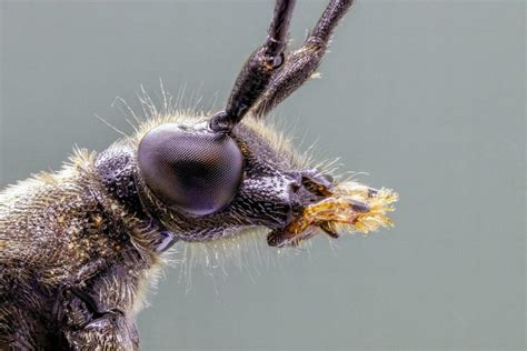 Dream Meaning: Insects Emerging From Hair