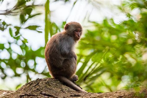 Dreaming About a Weeping Monkey: Decoding its Significance