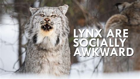 Dreaming of Caressing a Majestic Lynx?