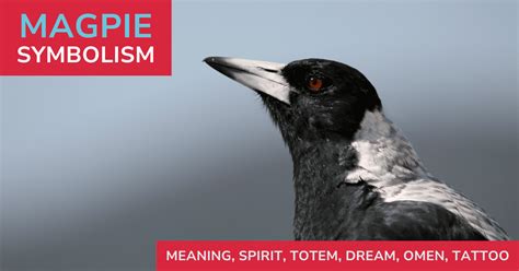 Dreaming of Eliminating a Magpie: Unraveling the Symbolism