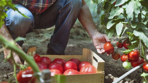 Dreaming of Harvest: Experiencing the Pleasure of Picking Juicy Tomatoes Directly from the Vegetable Patch