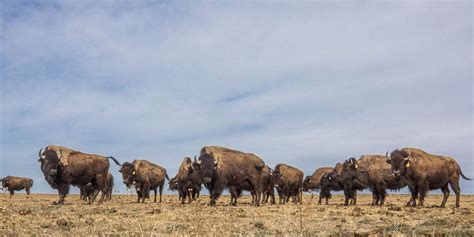 Dreaming of Immersion: Venturing into the Enchanting World of Buffalo Herds