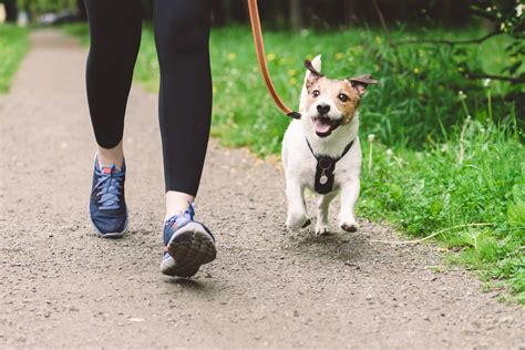 Dreaming of a Canine Trail: Exploring the Symbolism of Pooches Unwaveringly By Your Side