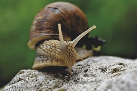 Dreaming of a Lucrative Gastropod Enterprise: How to Embark on an Exciting Snail Venture