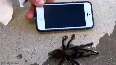 Dreaming of a Massive Tarantula: An Exhilarating Encounter