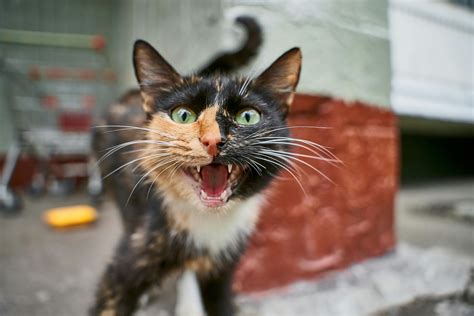 Dreaming of a Talking Cat: Decoding the Language of Feline Vocalizations