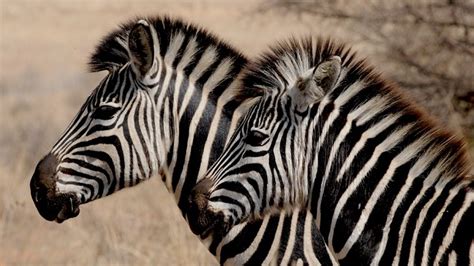 Dreaming of an Expired Zebra: A Fascinating Symbol