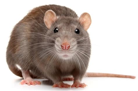 Dreams about Rats and Maggots: A Warning or a Hidden Message?