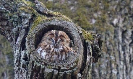 Dreams in Flight: The Impact of Avian Sleep Patterns on Behavior