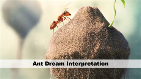 Dreams of Ants: A Gateway to Self-Discovery